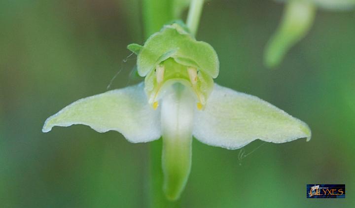 platanthera chlorantha .JPG